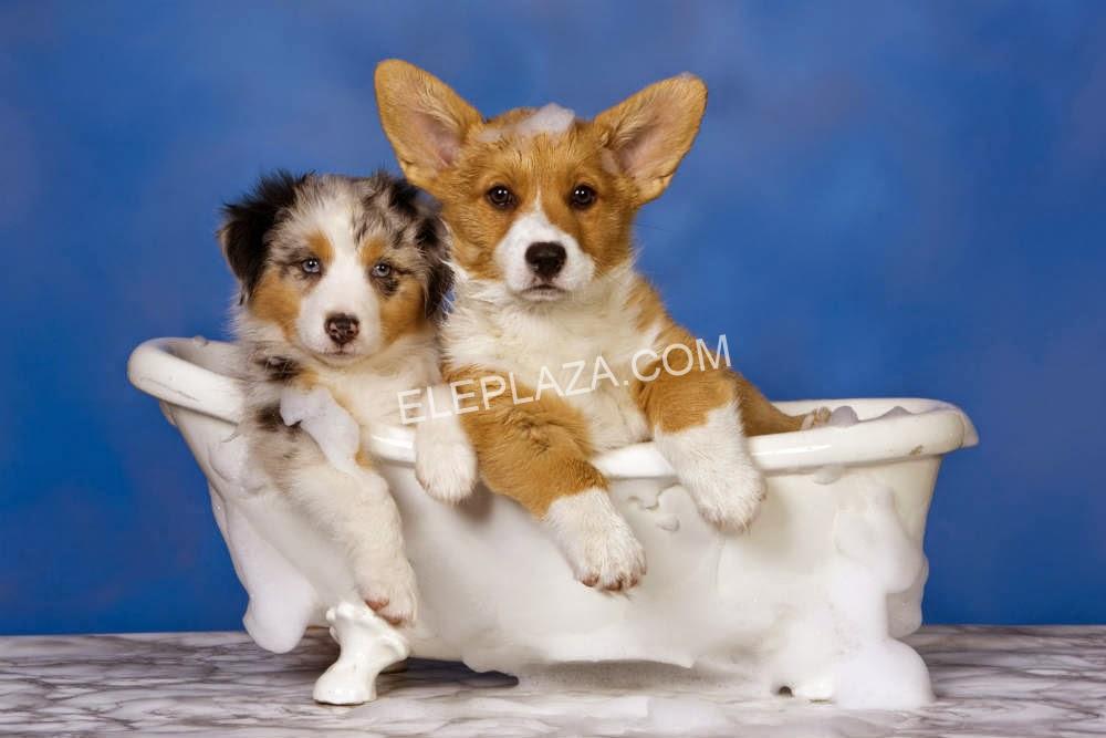 Hướng dẫn tắm cho chó Corgi đúng cách 1 Hướng dẫn tắm cho chó Corgi đúng cách 1