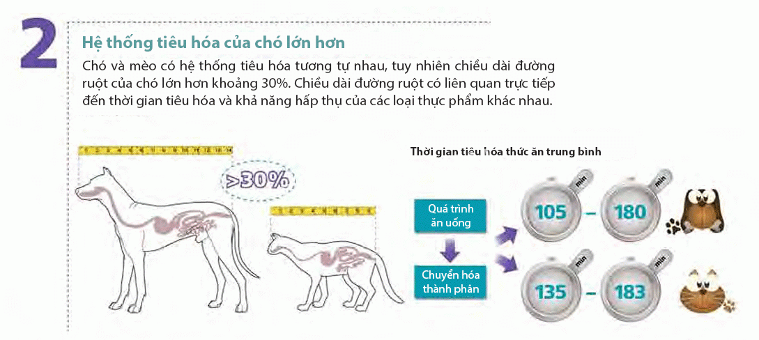 Mèo có ăn được thức ăn cho chó không ? 1 Mèo có ăn được thức ăn cho chó không ? 1