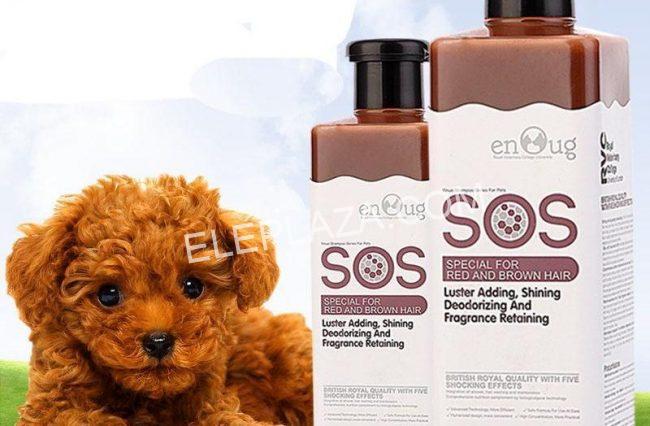 Chó Poodle 1 tuần tắm mấy lần và cách tắm cho chó Poodle 1 Chó Poodle 1 tuần tắm mấy lần và cách tắm cho chó Poodle 1